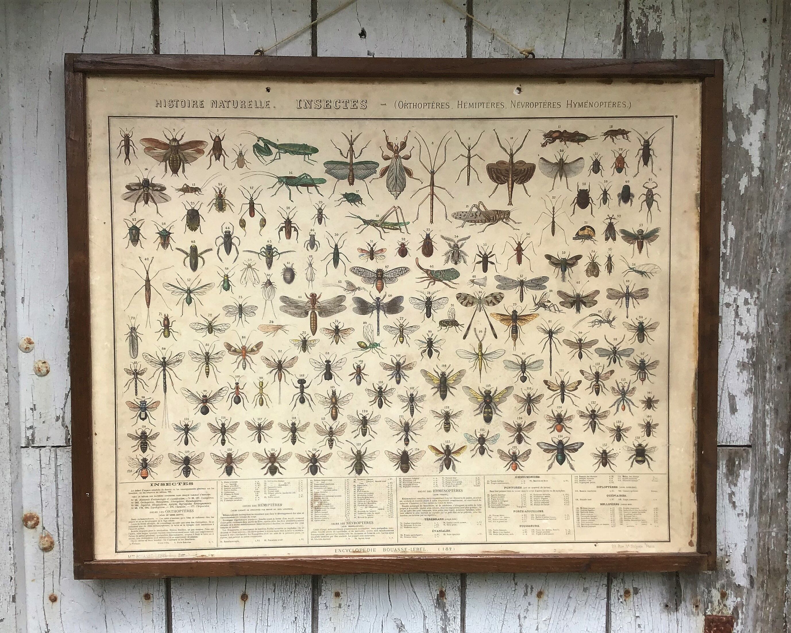 Bouasse-Lebel educational board at the end of the 19th Natural History Insects