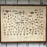 Bouasse-Lebel educational board at the end of the 19th Natural History Insects