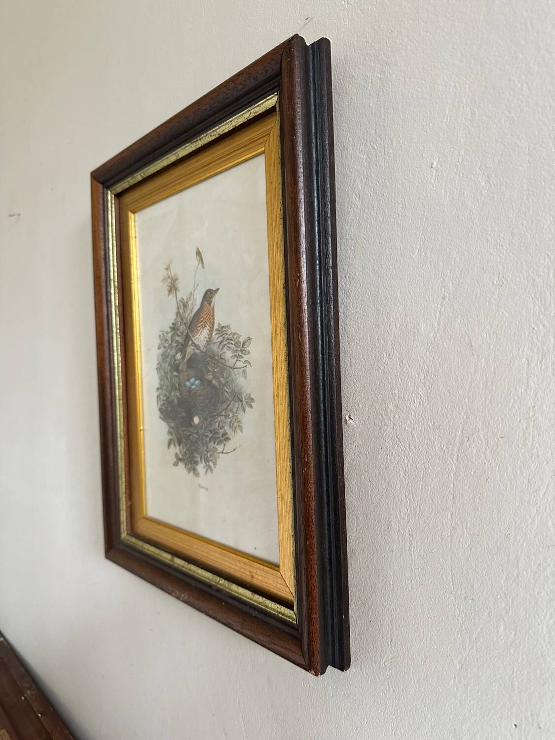 Antique illustration of a bird. Antique framed illustration of a bird.