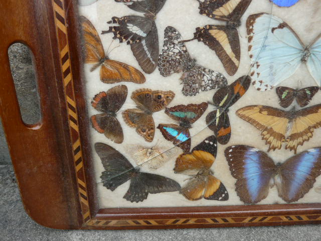 Art Deco tray marquetry butterflies from Brazil