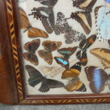 Art Deco tray marquetry butterflies from Brazil