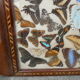 Plateau Art Déco marqueterie papillons du Brésil