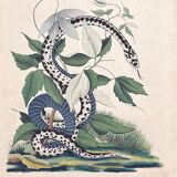 Snake poster (lithograph)