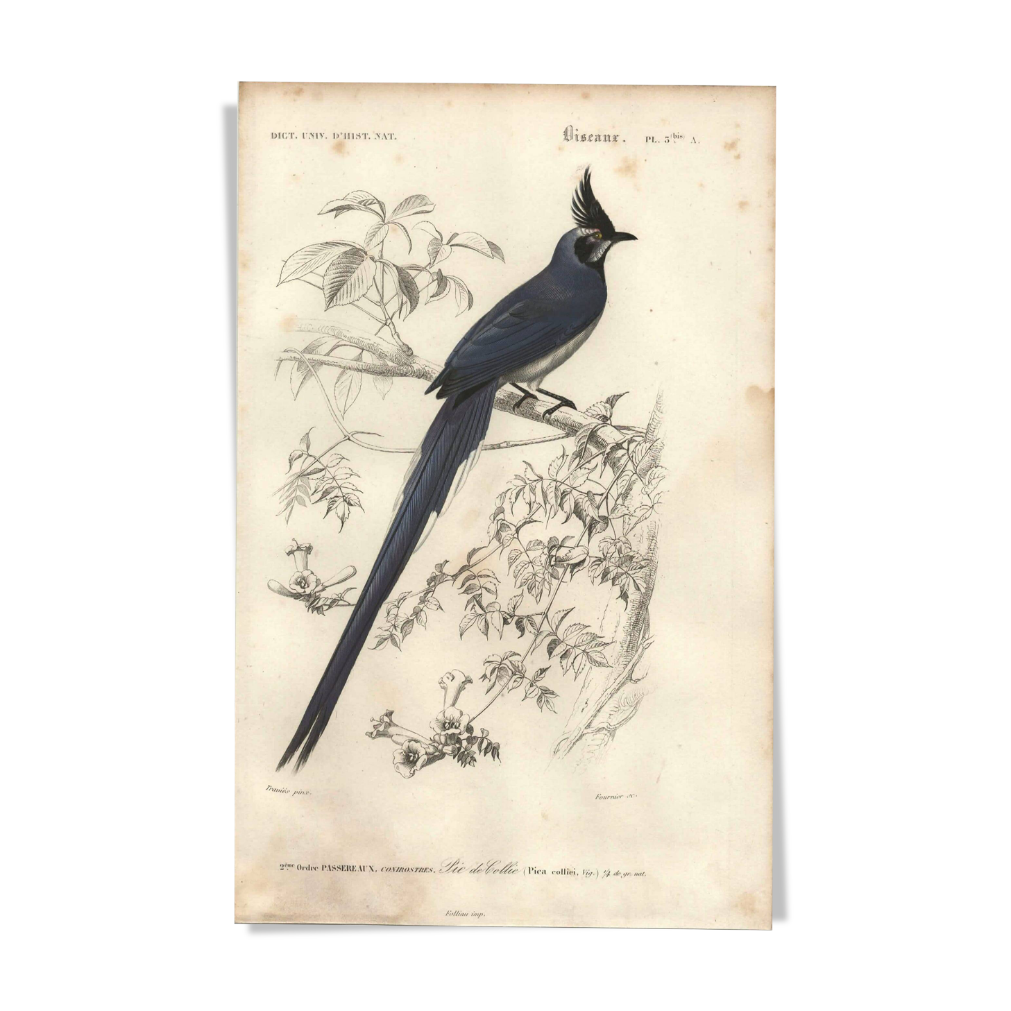 Antique engraving, 1849 - Magpie by E. Travies