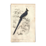 Antique engraving, 1849 - Magpie by E. Travies