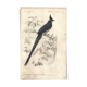 Gravure ancienne 1849 - Pie de Collie par E. Travies