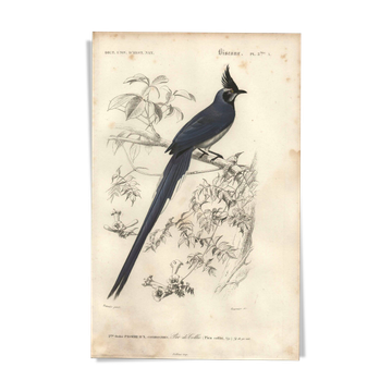Antique engraving, 1849 - Magpie by E. Travies