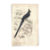 Gravure ancienne 1849 - Pie de Collie par E. Travies