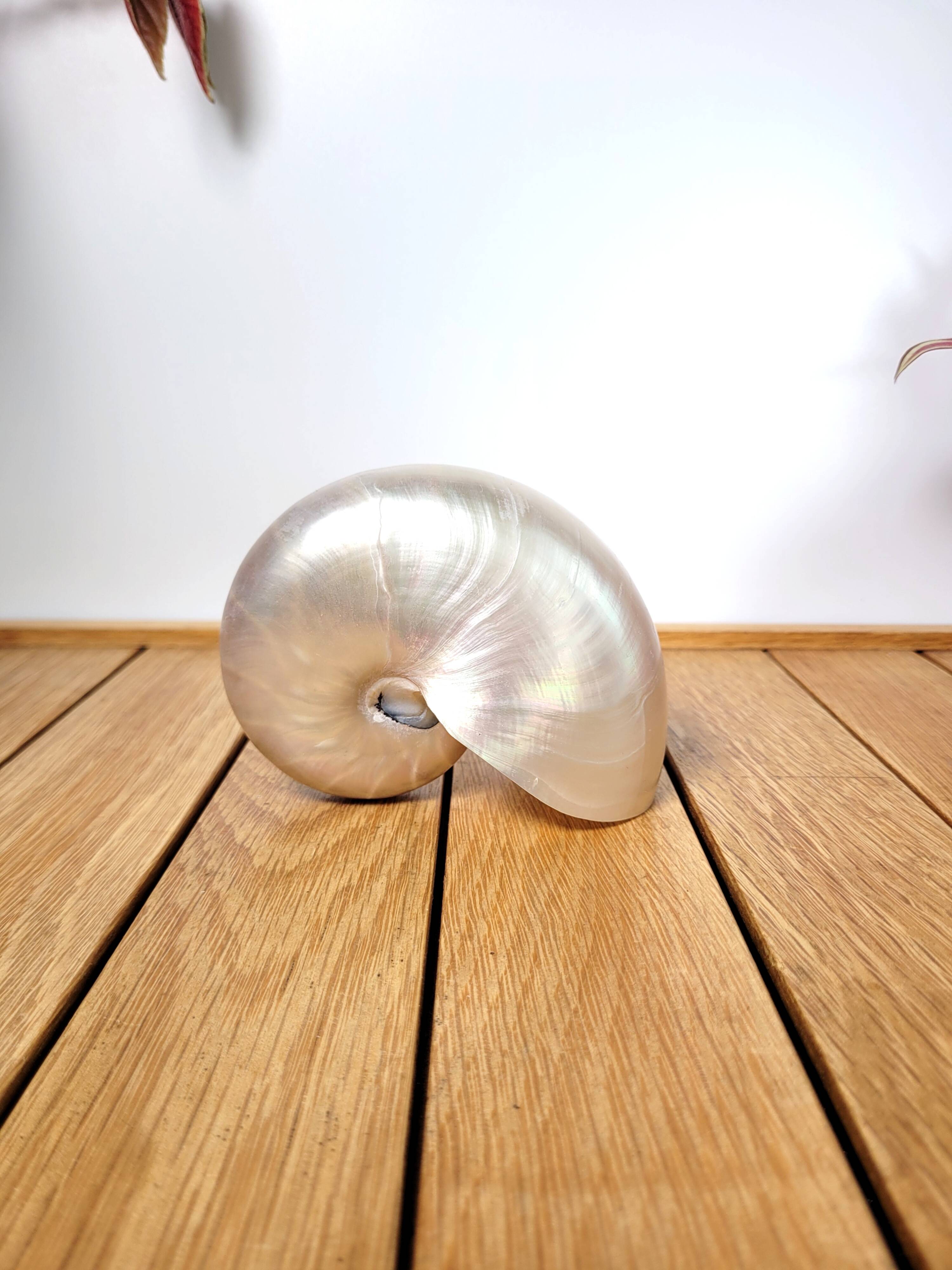Pearly nautilus shell or curiosity nautilus 6cm