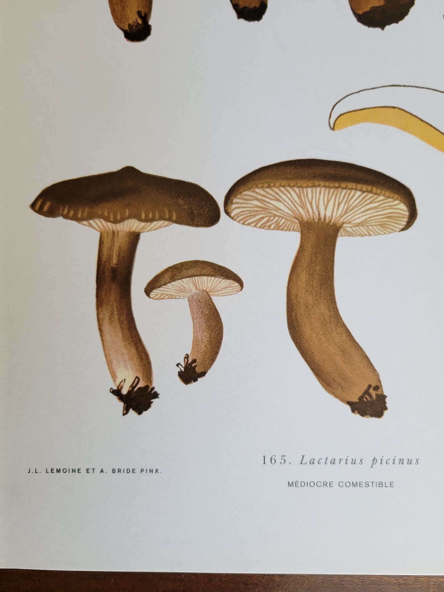 Botanical plate mushroom, 1960