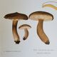 Botanical plate mushroom, 1960