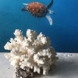White coral branch