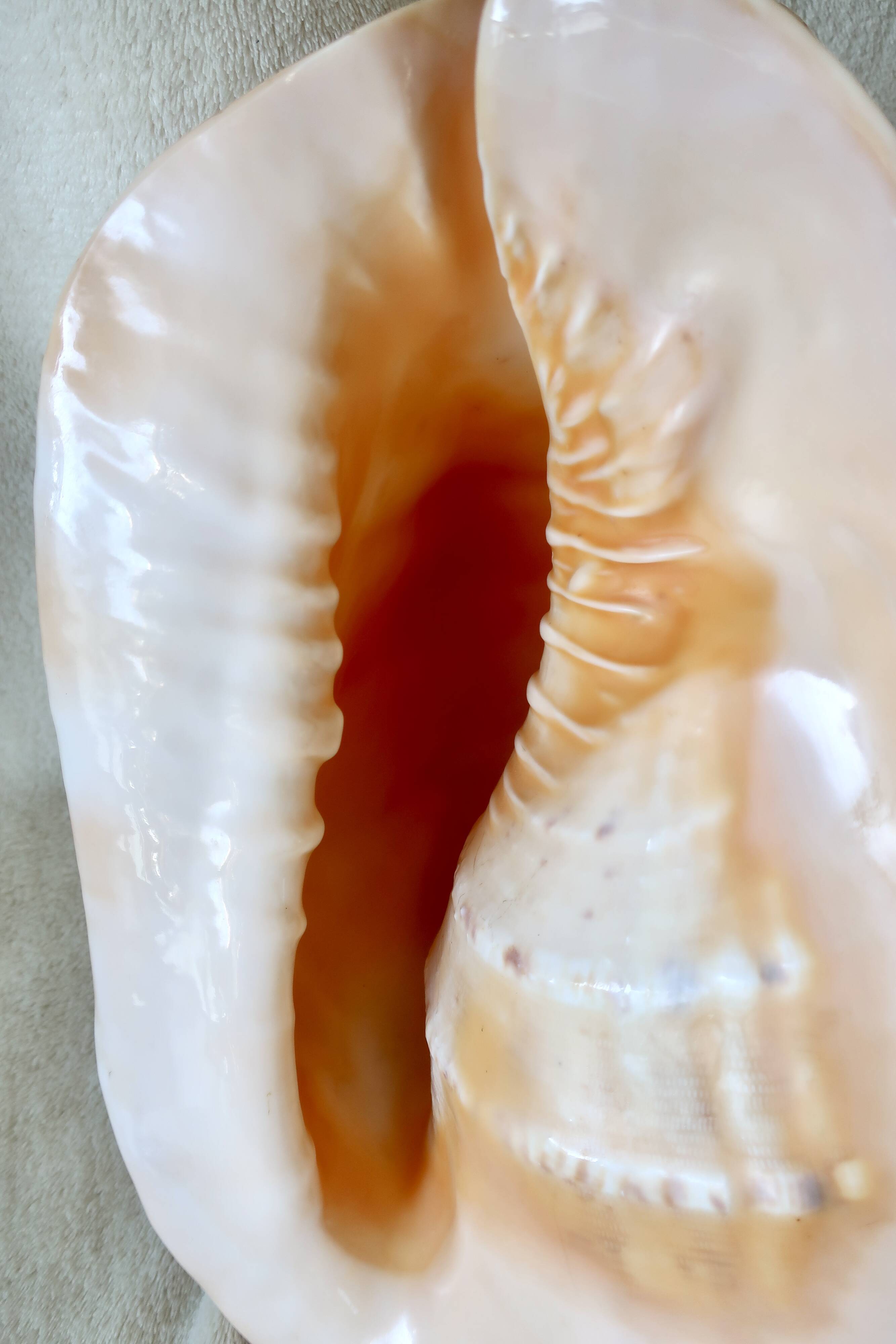 Rare and Large "Cassis Cornuta", Horned Helmet 32 cm, TBE