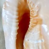 Rare and Large "Cassis Cornuta", Horned Helmet 32 cm, TBE