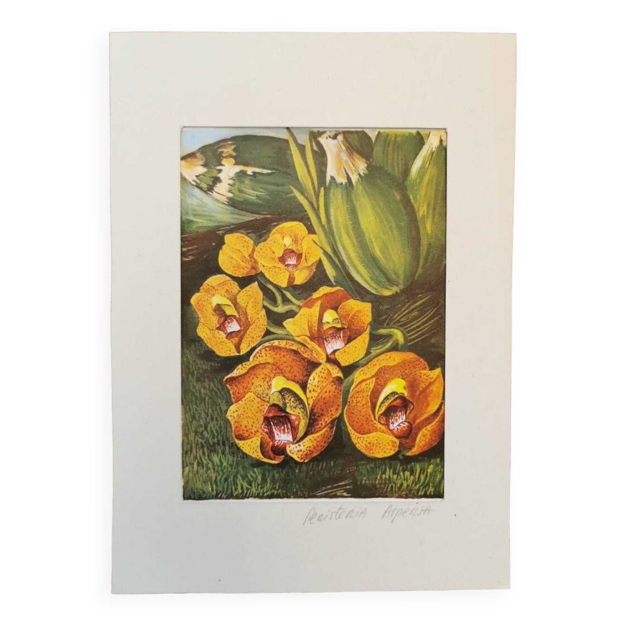 Planche botanique orchidée