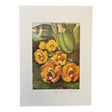 Orchid botanical board