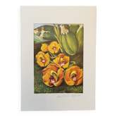 Orchid botanical board