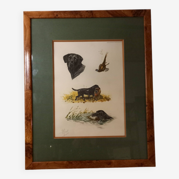 Ancienne gravure animalière, eau forte en couleur, scène de chasse, faisan et labrador, Boris Riab