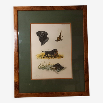 Old animal engraving, colored etching, hunting scene, pheasant and labrador, Boris Riab