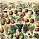 Gravure ancienne de 1923 - Fruits du monde - planche