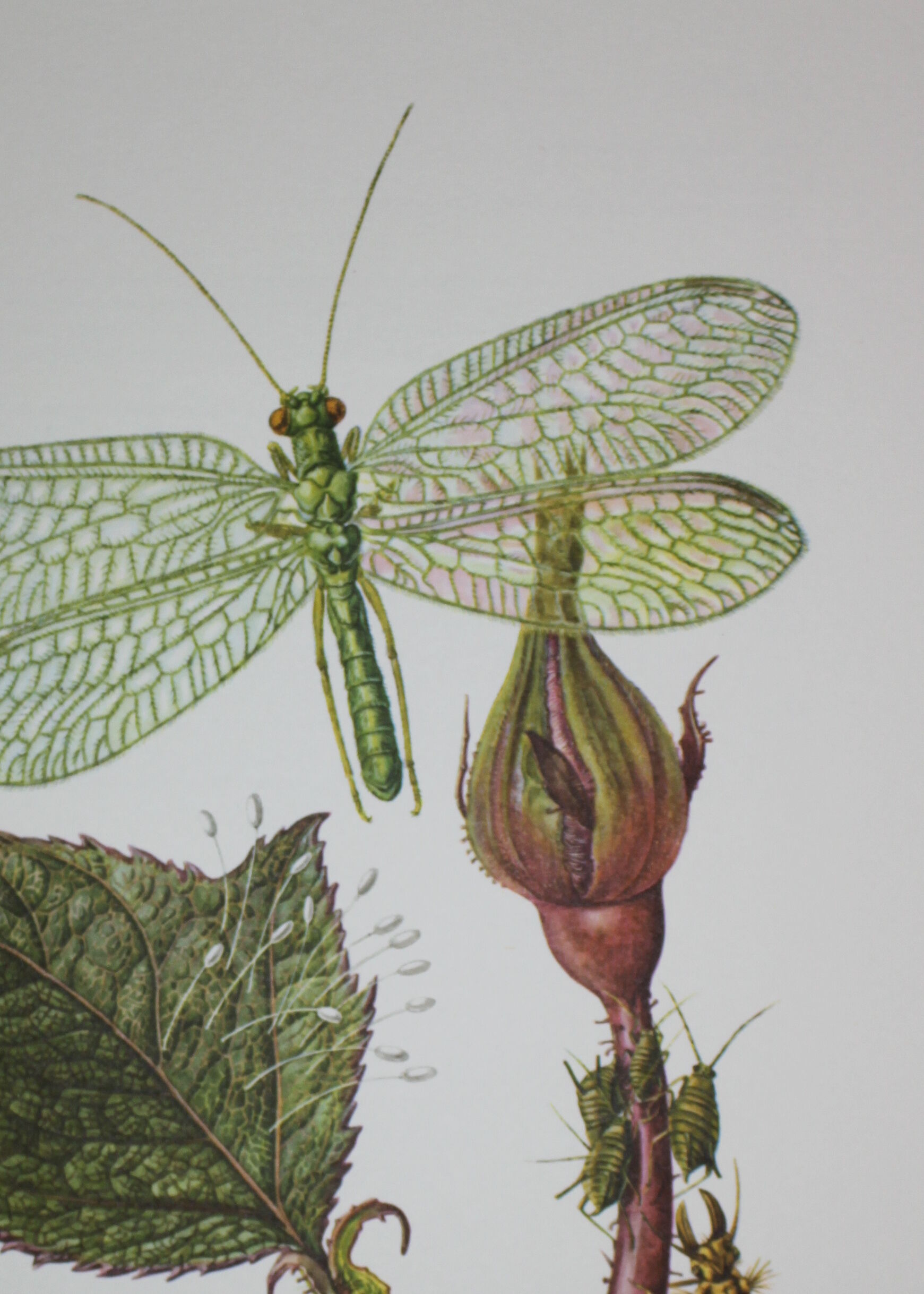 Lacewing| 1961 | Planipan insects| Original pedagogical board| Entomology