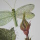 Lacewing| 1961 | Planipan insects| Original pedagogical board| Entomology