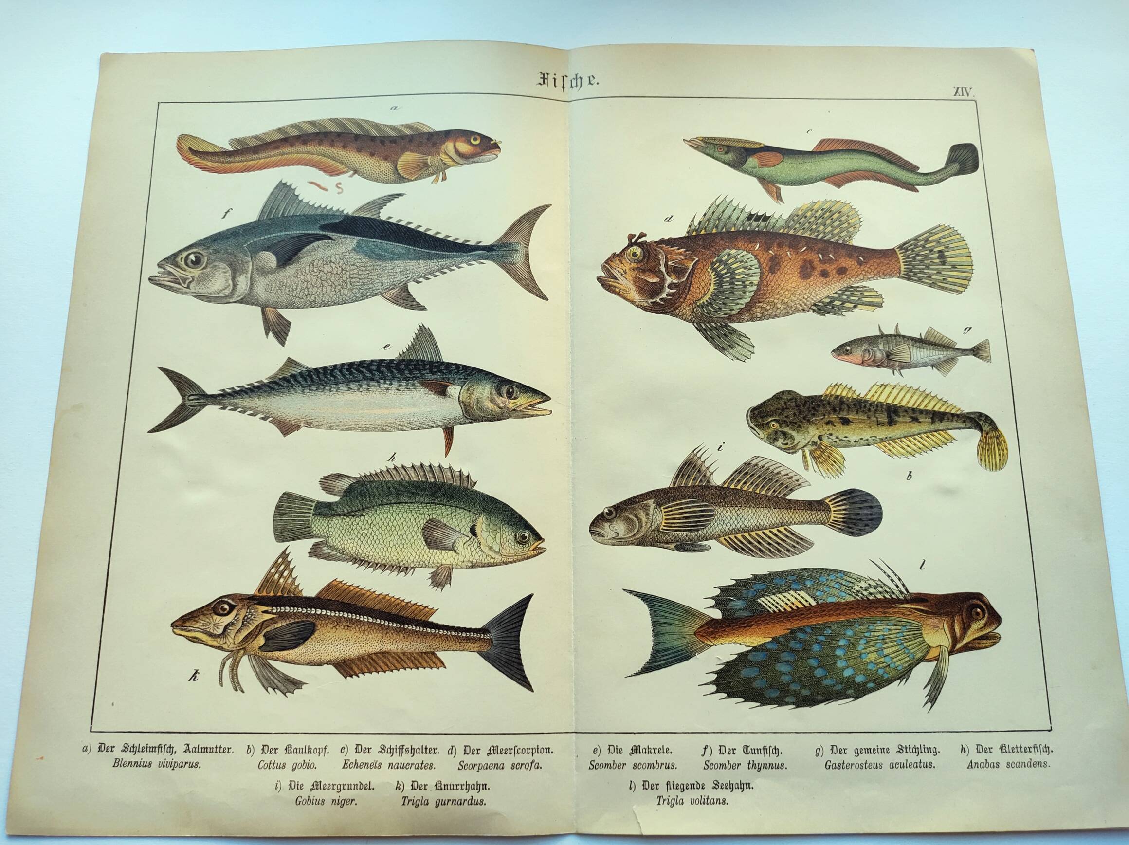1898 Engraving - Fish - Tuna and Mackerel - Large Vintage Lithograph