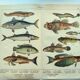 1898 Engraving - Fish - Tuna and Mackerel - Large Vintage Lithograph