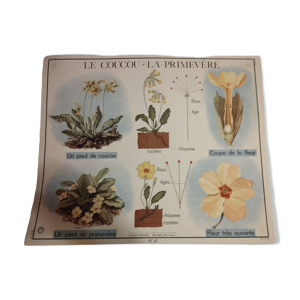 Affiche scolaire rossignol, primevère,