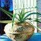Cache pot en laiton ancien