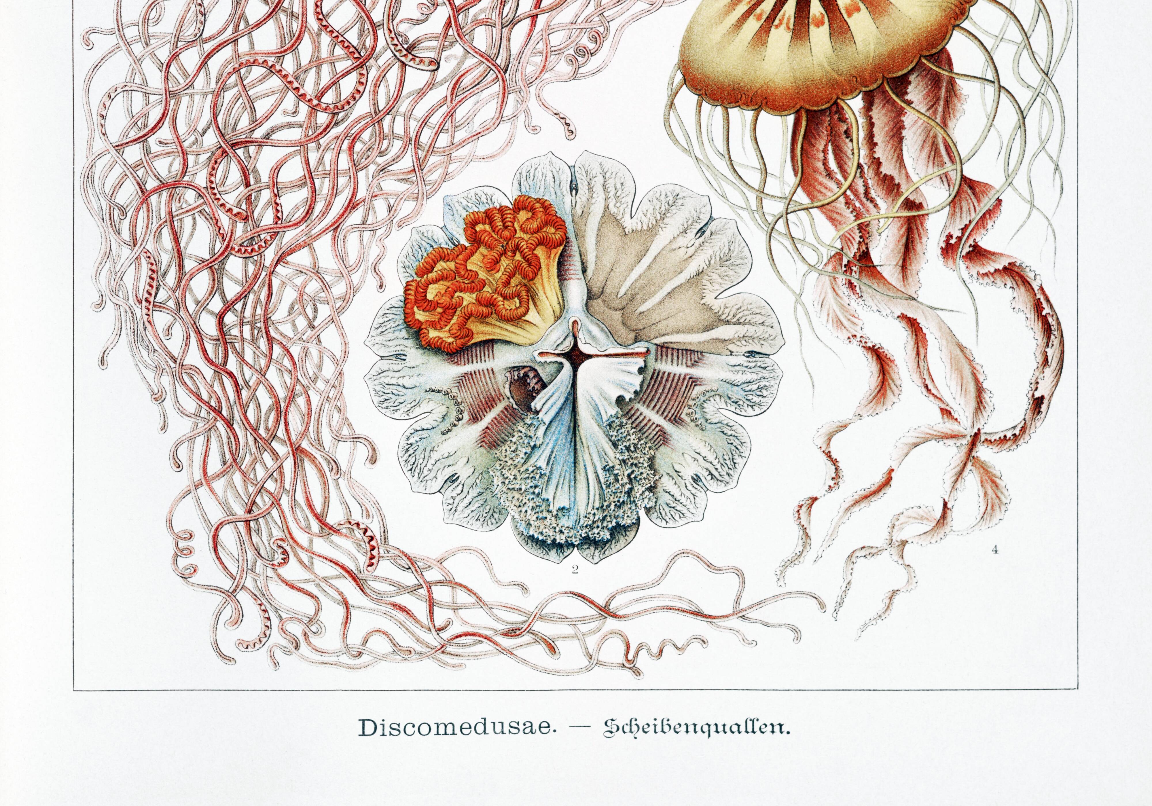 Poster on disc jellyfish, based on an old lithograph from 1904.