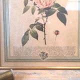 Frame Lithograph Pierre Joseph Redouté vintage