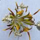 White metal chandelier Italy 60s/70s