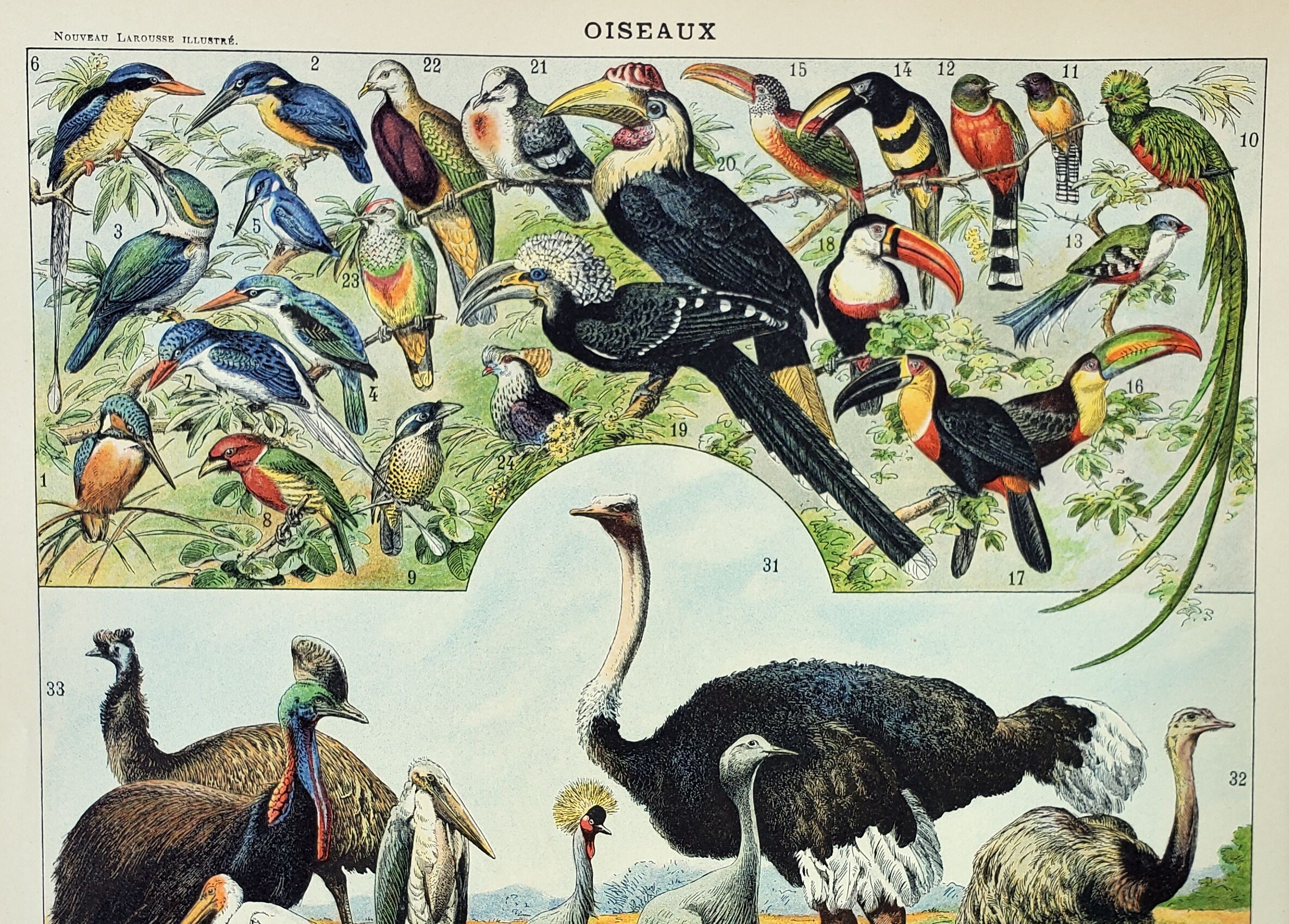 Engraving • Birds 2, species, raptors • Original and vintage poster from 1898