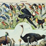 Engraving • Birds 2, species, raptors • Original and vintage poster from 1898
