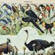 Engraving • Birds 2, species, raptors • Original and vintage poster from 1898