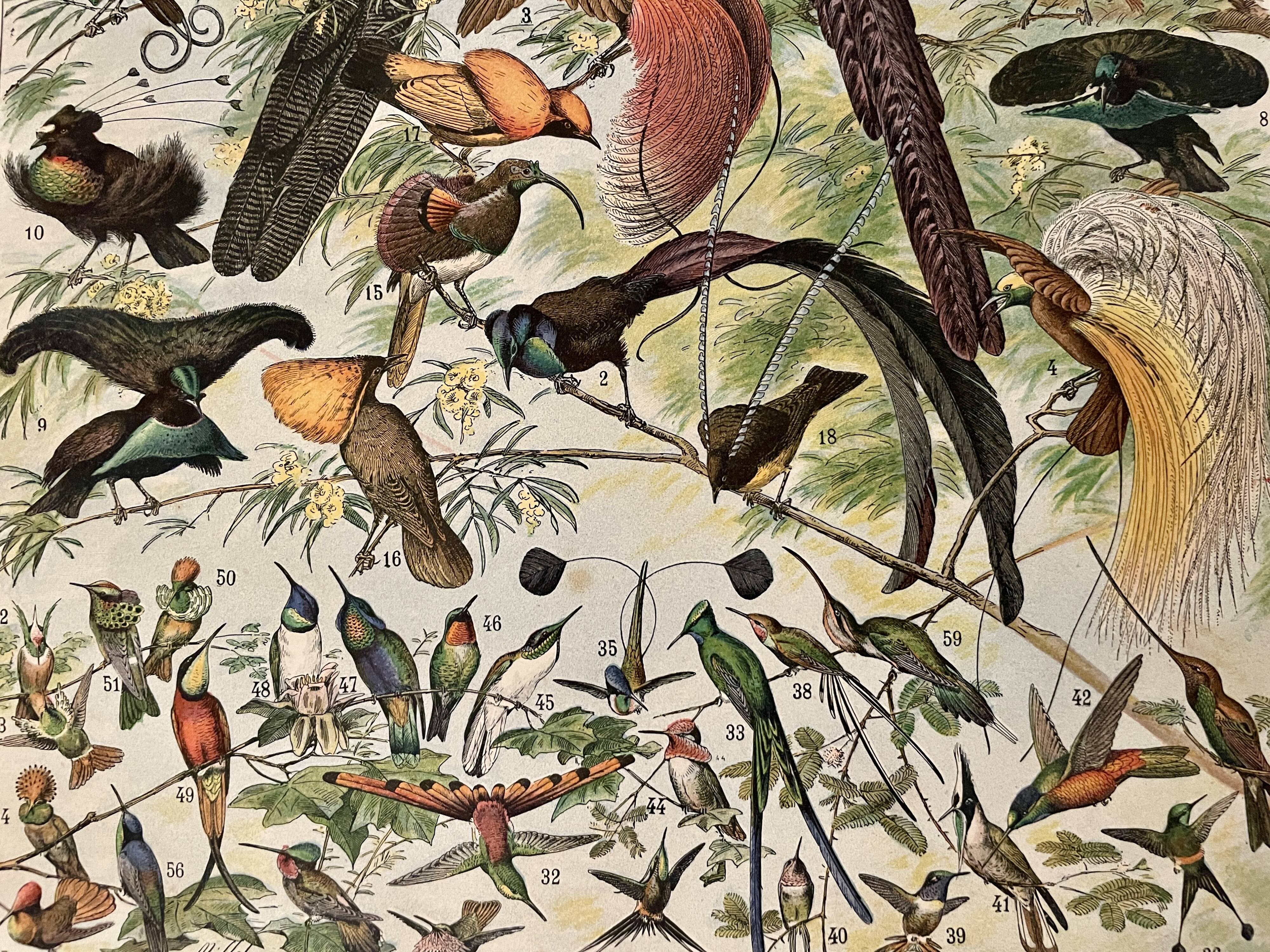 Lithographie sur les oiseaux (oiseaux de paradis) - 1900