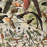 Lithograph of birds (birds of paradise) - 1900