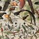 Lithographie sur les oiseaux (oiseaux de paradis) - 1900