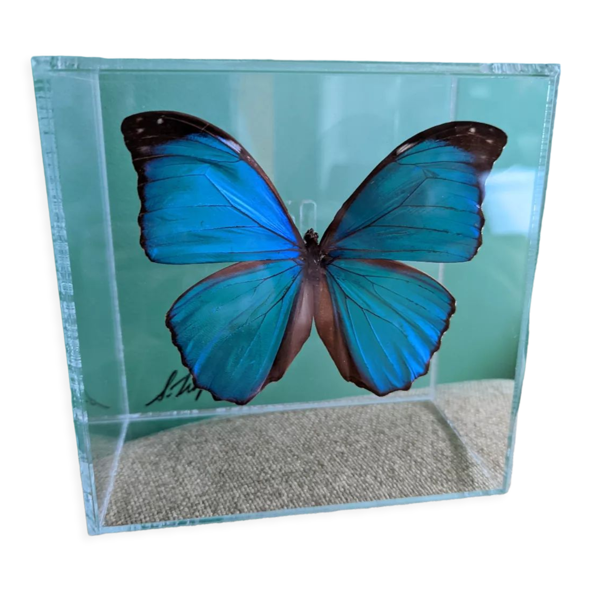Morpho didius butterfly frame