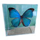 Morpho didius butterfly frame