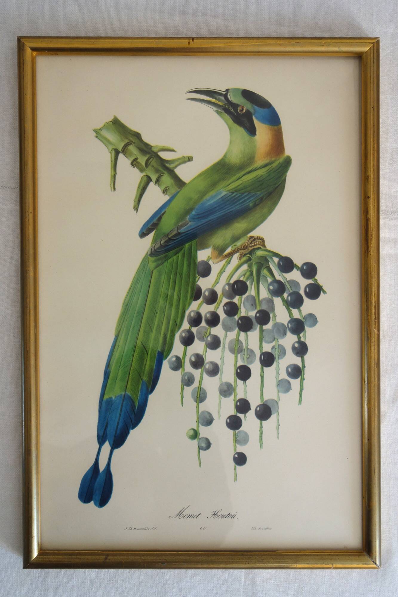 3 framed antique bird engravings