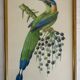 3 framed antique bird engravings
