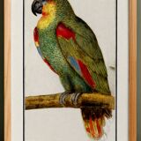 Affiche sur le perroquet, d'après une gravure ancienne de 1610