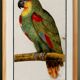 Small poster about the Parrot, after an old engraving from 1610.