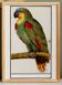 Small poster about the Parrot, after an old engraving from 1610.