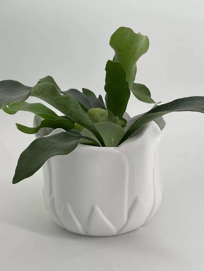 Cache-pot vintage en forme de tulipe en porcelaine blanche