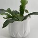 Cache-pot vintage en forme de tulipe en porcelaine blanche