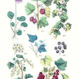 Botanical poster, after an engraving from 1881 (Alpine soldanella, ivy)