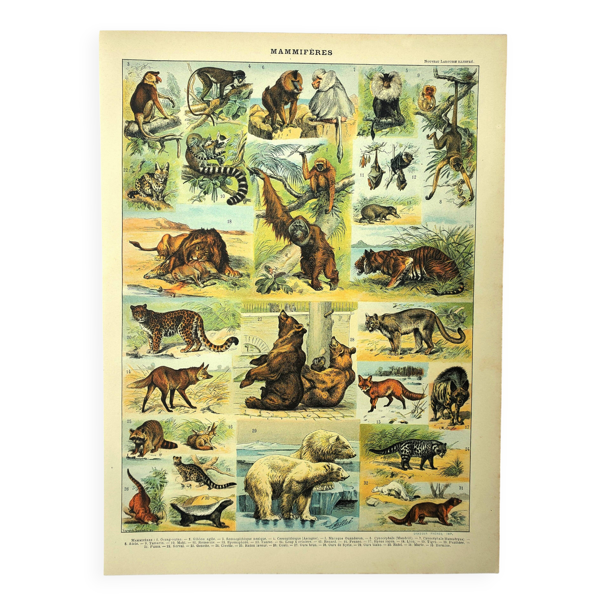 Antique engraving 1897 - Mammals 2, animals, zoology